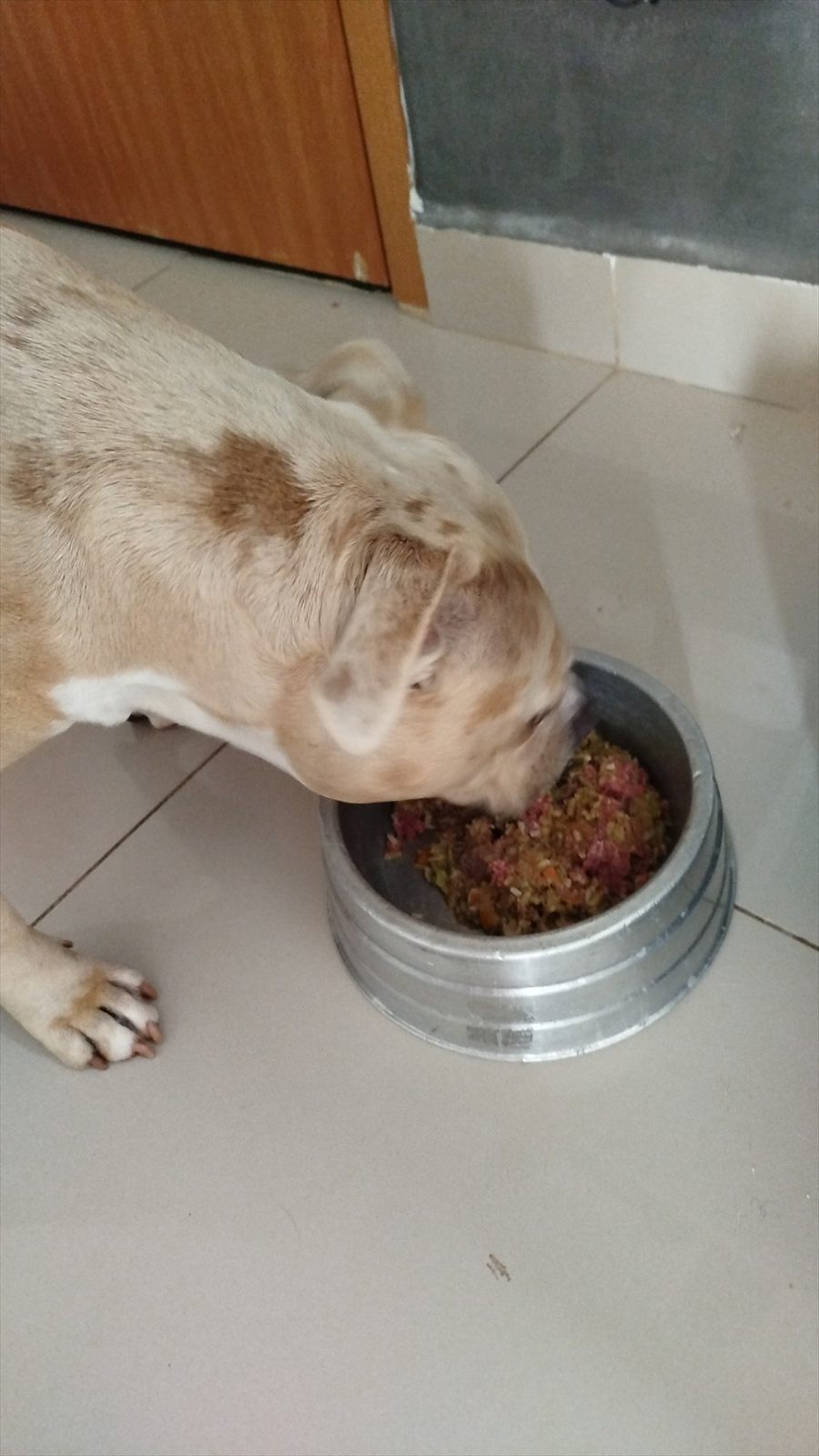 Cão hóspede durante a rotina de alimentação.