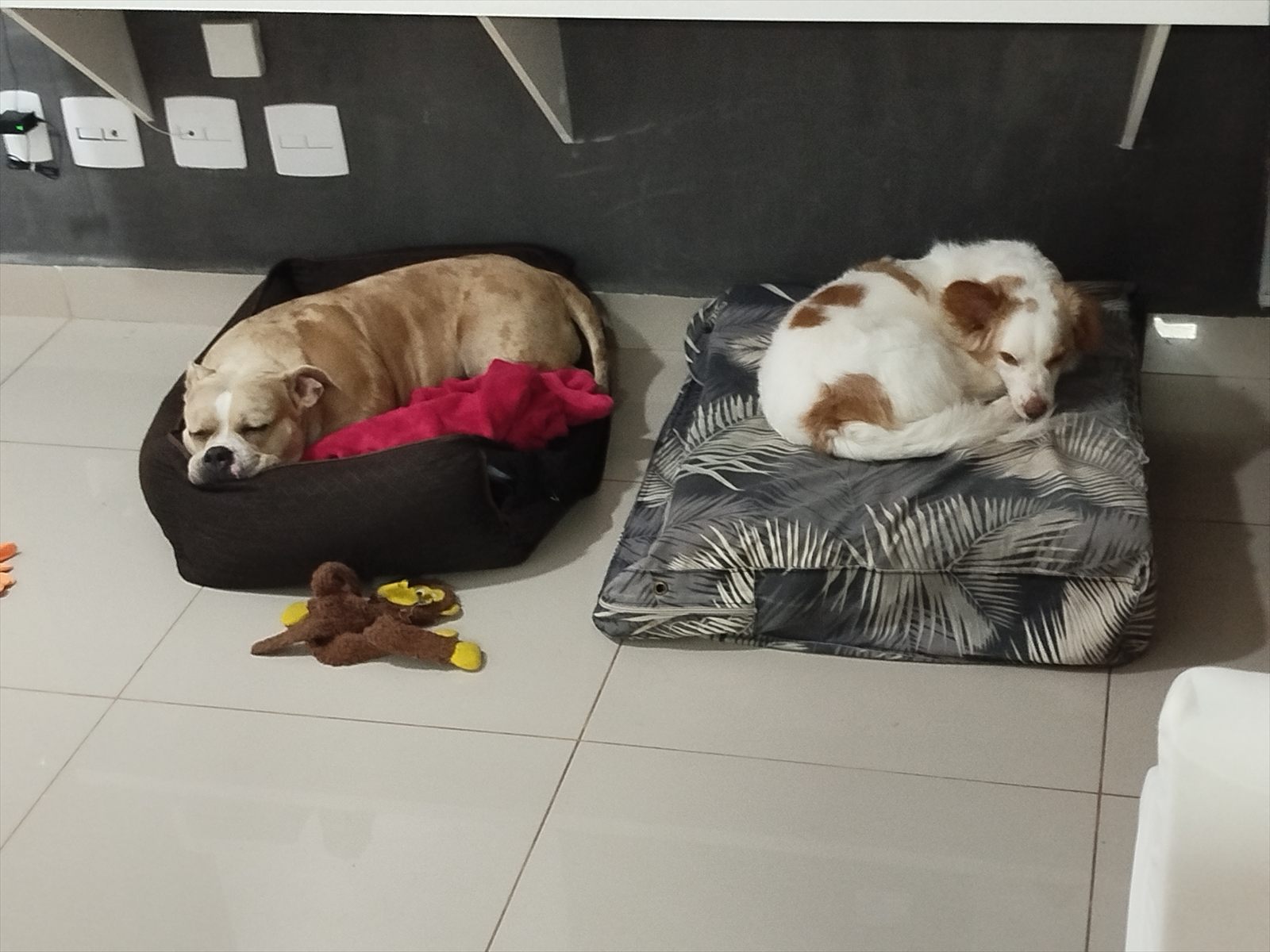 Cães descansando juntos no ambiente residencial da hospedagem.
