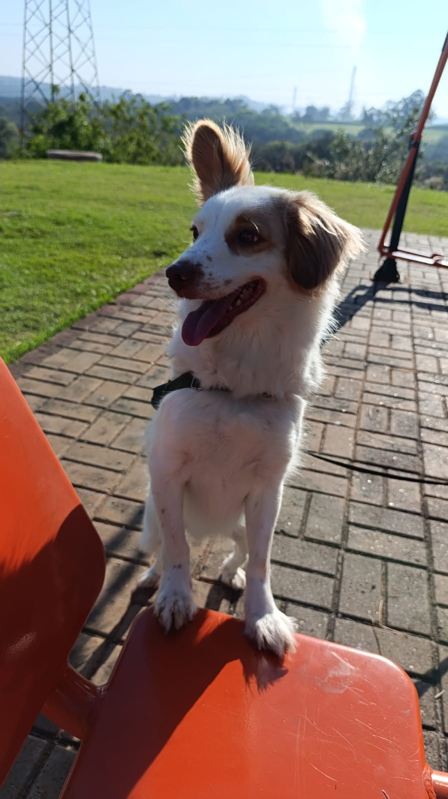 Apollo em um momento tranquilo na área externa.