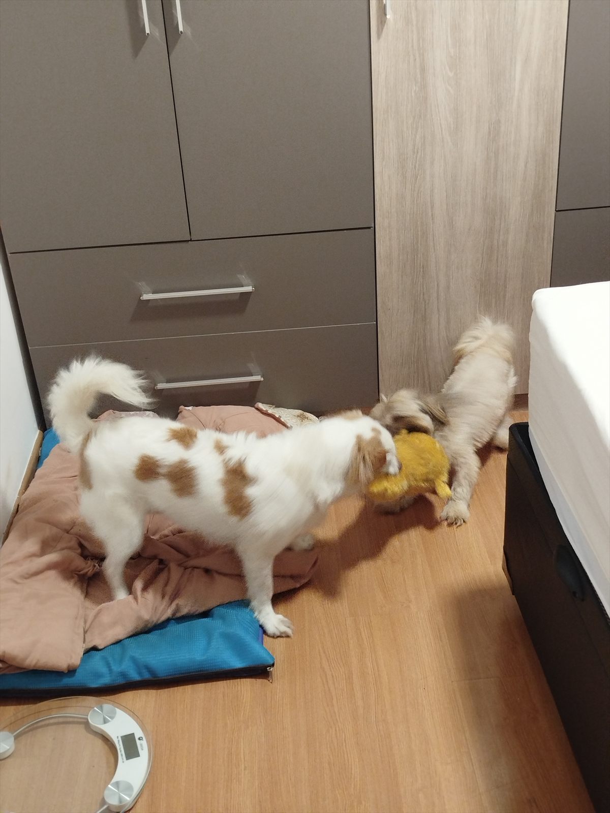 Cães brincando e convivendo durante a hospedagem familiar.