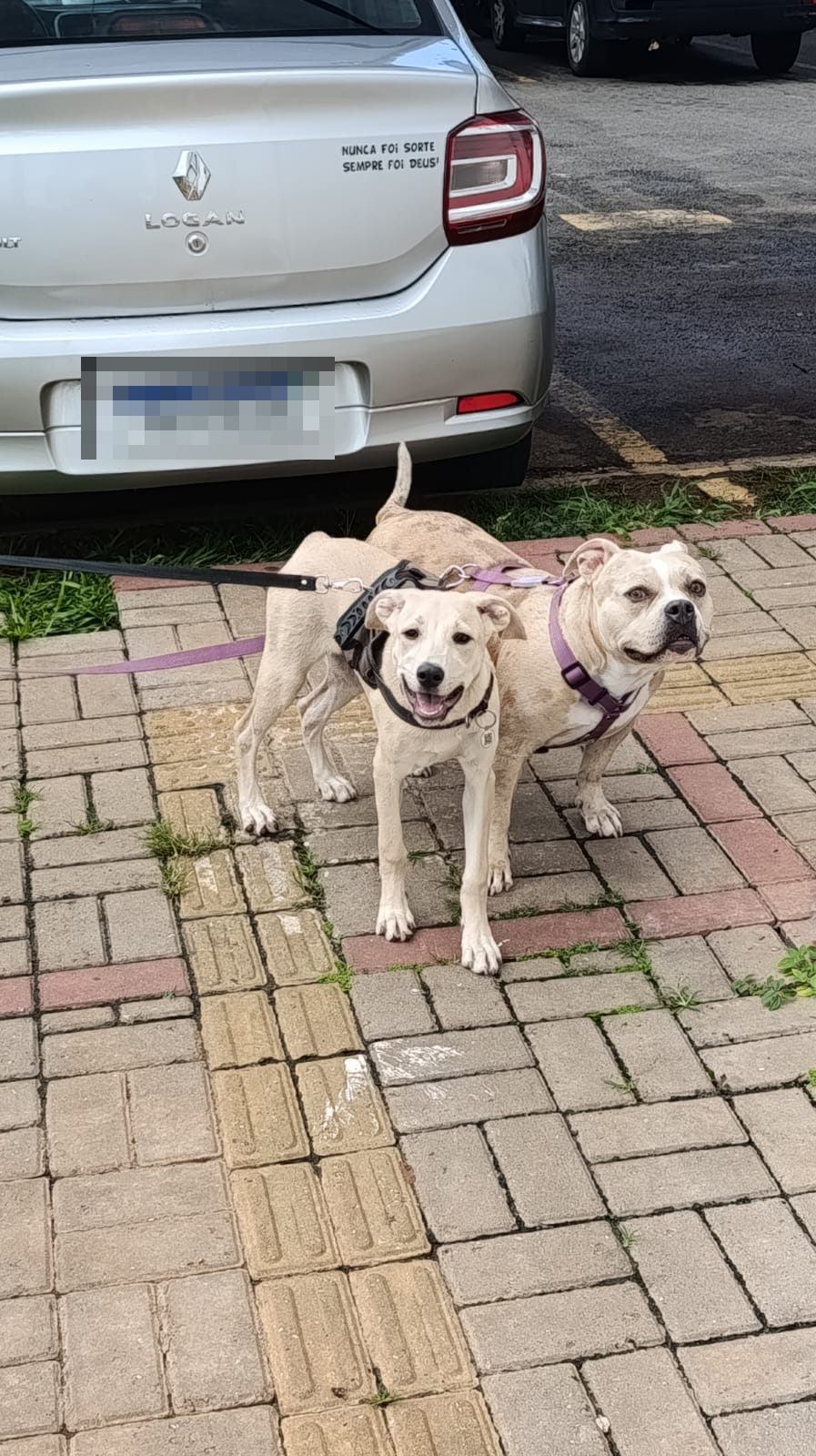 Cães em momento de convivência na área externa.