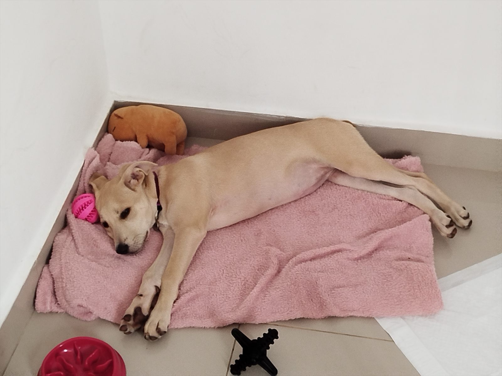 Cão descansando durante a hospedagem.