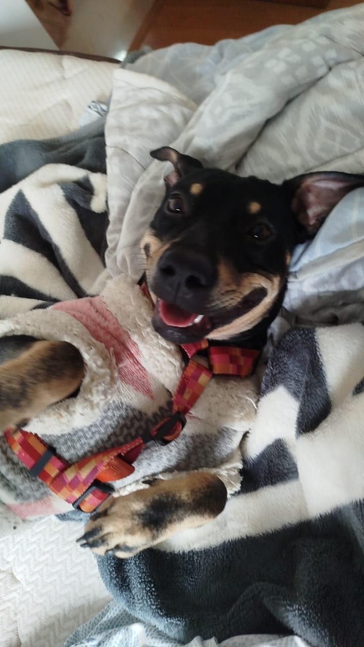 Cão hóspede descansando com tranquilidade.