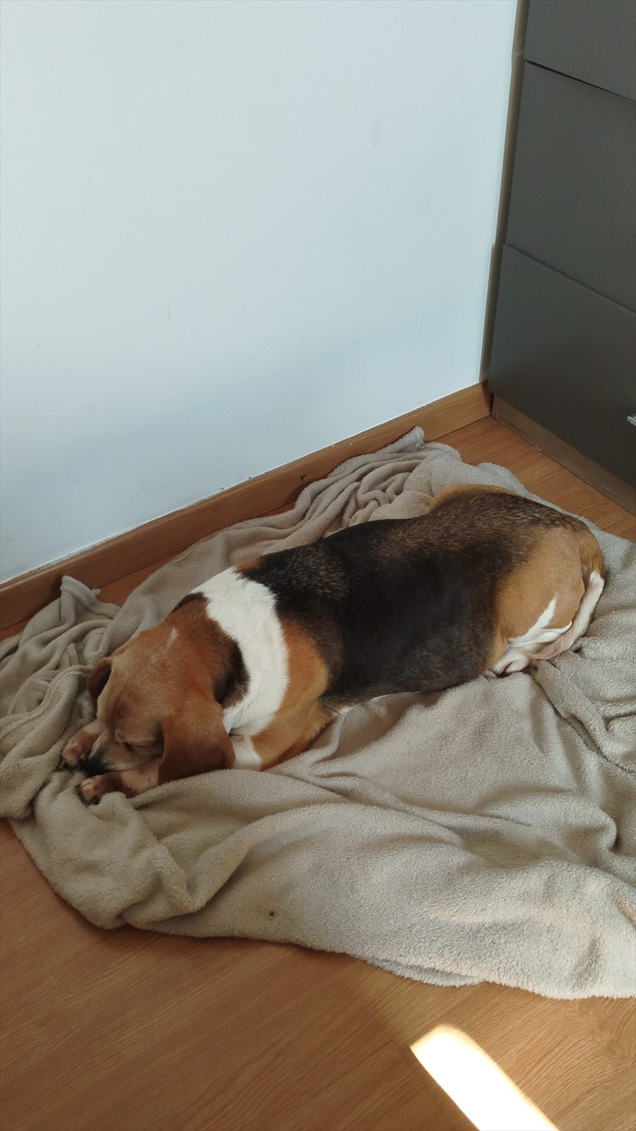 Cão hóspede em momento de descanso.