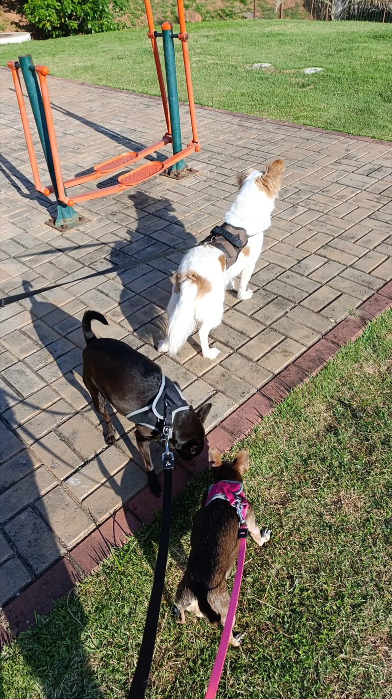 Cão durante um dos passeios da rotina de hospedagem.