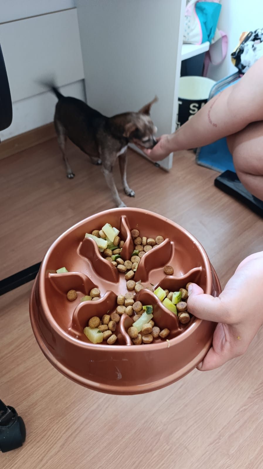 Cães durante uma atividade de alimentação e enriquecimento na rotina.